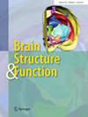 大脑结构与功能