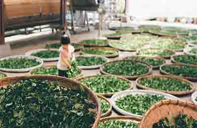 茶叶产业思考