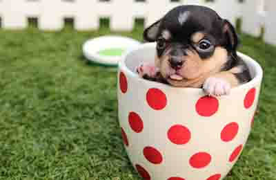 动物卫生监督工作问题及对策